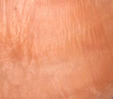 Madrona Burl veneer
