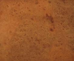 Elm Burl veneer