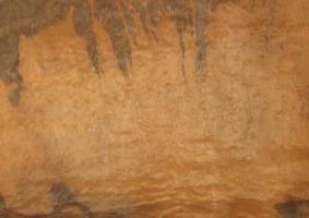 Walnut Burl veneer