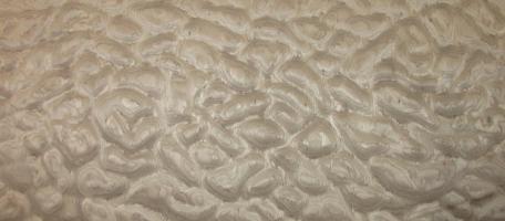 Poplar Curly (Fineline) veneer