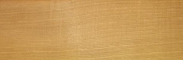 Walnut europ. Sapwood veneer