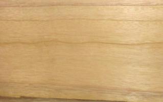 Paulownia veneer