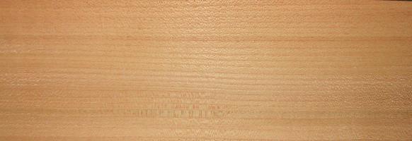 Elm (european)