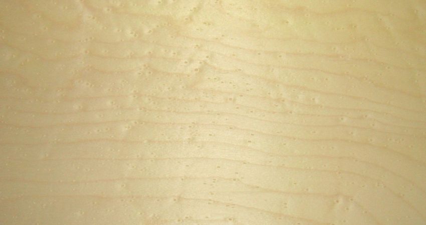 Sycomore (europ. Maple) veneer