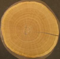 Oak Butt Cut veneer