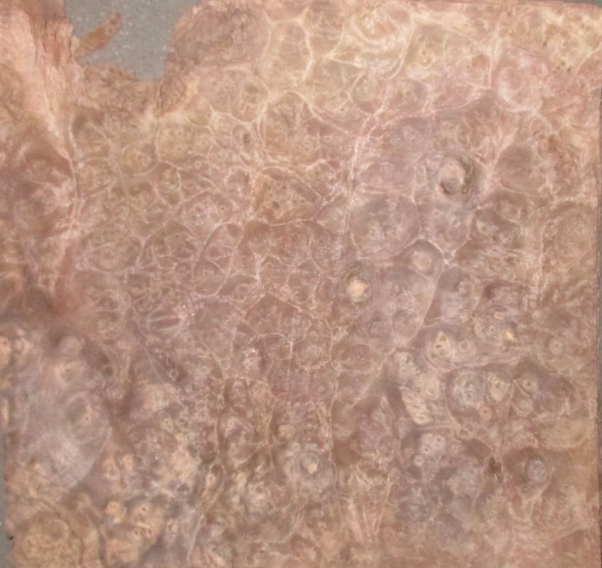 Nussbaum Maser (Wurzelholz) Furnier