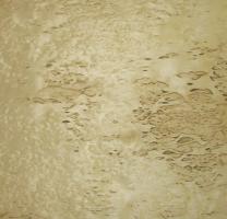 Birch Burl veneer