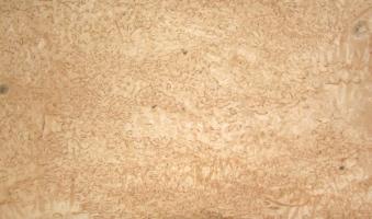 Birch Burl veneer