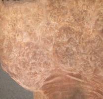 Walnut Burl veneer