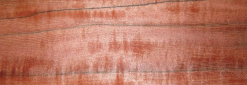 Apfel Indisch (Tineo) Furnier