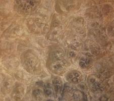 Walnut Burl veneer