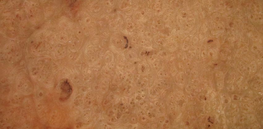 Elm Burl veneer