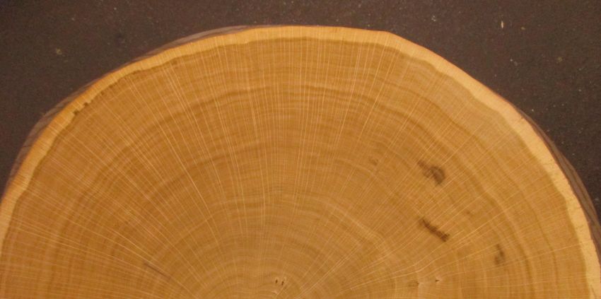 Eiche Hirnholz Furnier