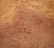 Vavona Burl veneer