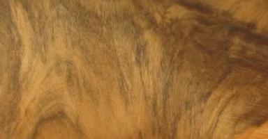Walnut Burl veneer