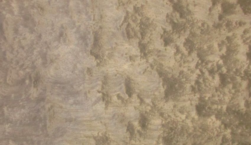 Ahorn Vogelaugen durchgefärbt Furnier
