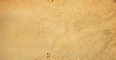 Ash Burl veneer