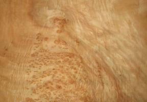 Kampfer Burl veneer