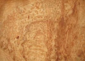 Kampfer Burl veneer