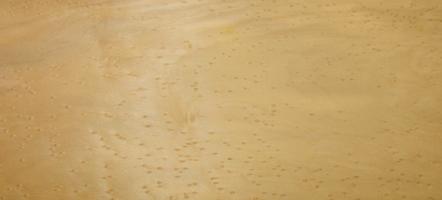 Maple (Bird´s Eye Maple) veneer