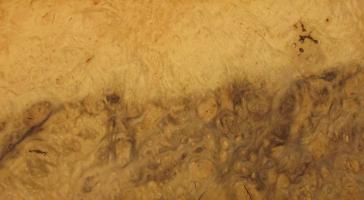 Myrthle Burl veneer