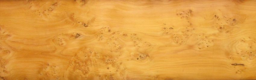 Yew - tree veneer