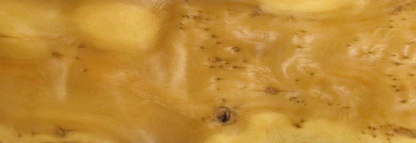 Yew - tree veneer