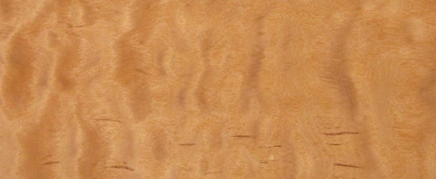 Bubinga Muschelwuchs Furnier