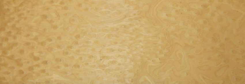 Fineline Bird´s Eye Maple (reconstituted) veneer