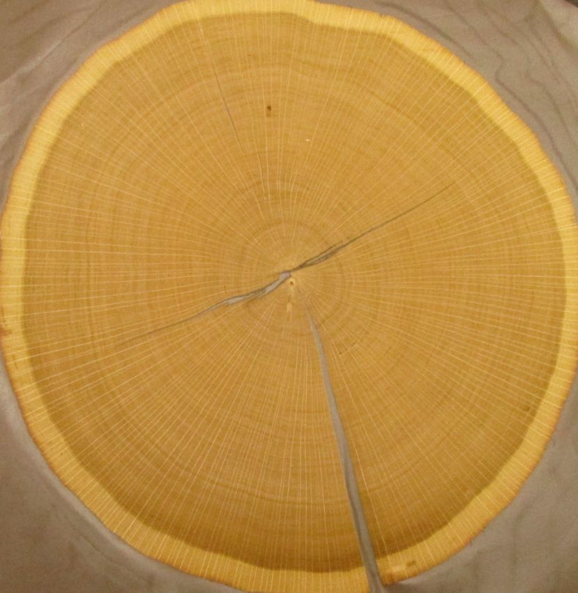 Eiche Hirnholz Furnier