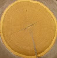 Oak Butt cut veneer