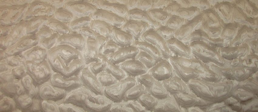 Poplar Curly (Fineline) veneer