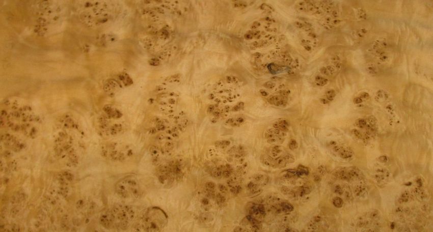 Pappel Maser Furnier