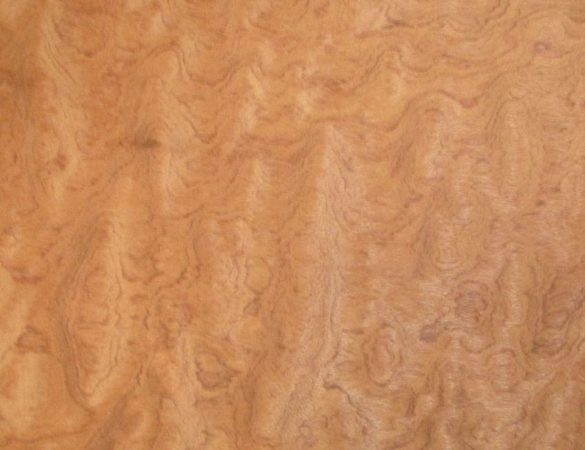 Bubinga Muschelwuchs Furnier