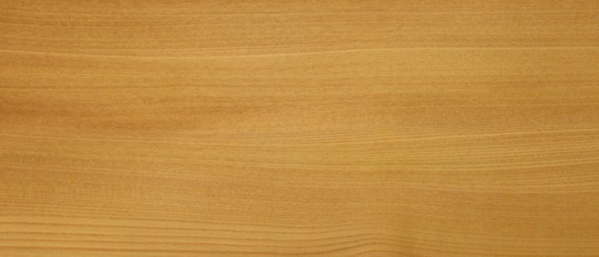 Elm european veneer