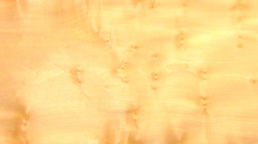 Sycomore burl (knots) veneer